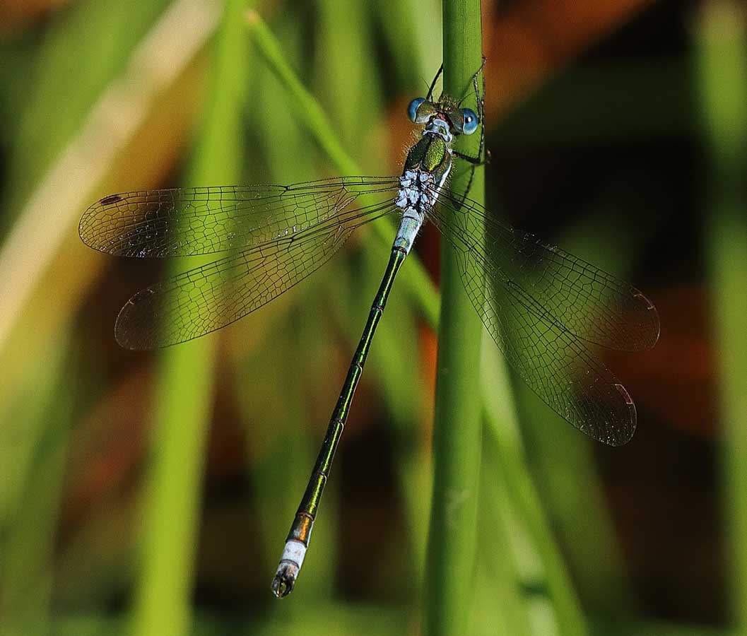 Lestes_sponsa